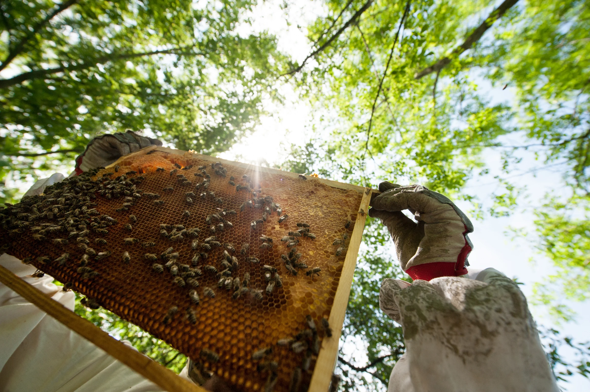 Apiculture et design — ruche d’Elyes Ben Charrada